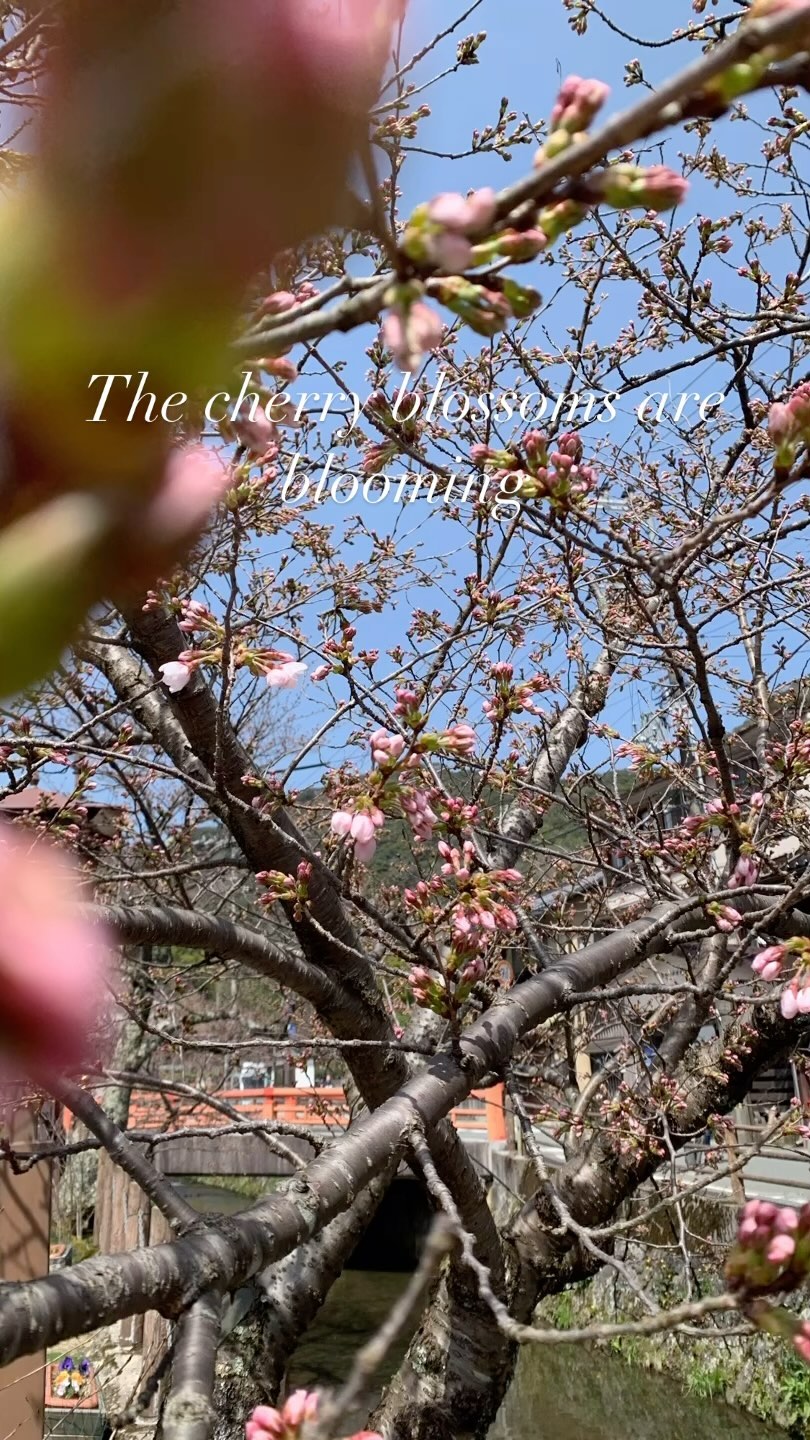 月見橋で桜、花見の後はセブンで一杯🤭